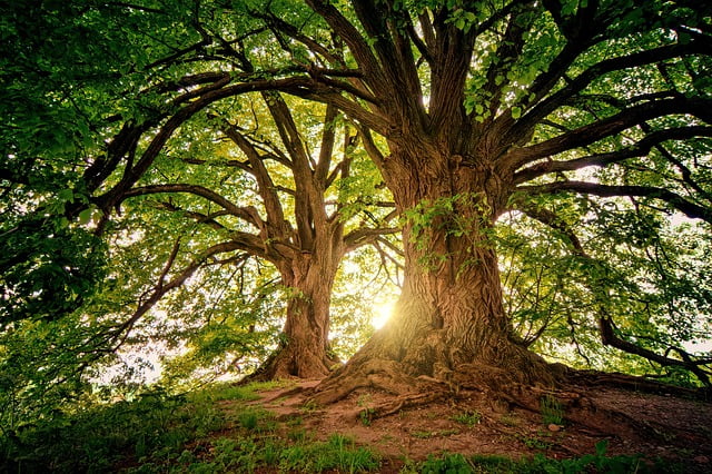 Photo d'arbres majestueux pour illustrer la page "à propos" et nos valeurs