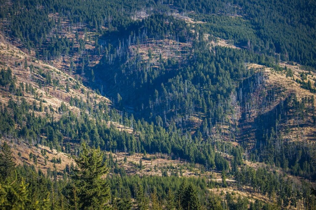 deforestation, article de blog sur l'écologie